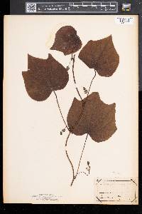 Menispermum canadense image