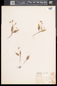 Claytonia caroliniana image