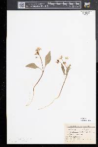 Claytonia caroliniana image