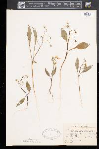 Claytonia caroliniana image