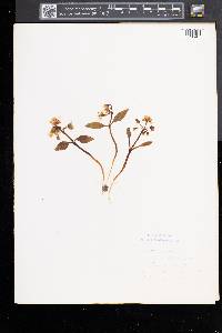 Claytonia caroliniana image