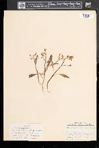 Claytonia caroliniana image