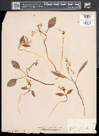 Claytonia caroliniana image