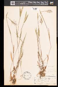 Panicum acuminatum image