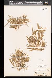 Panicum acuminatum image