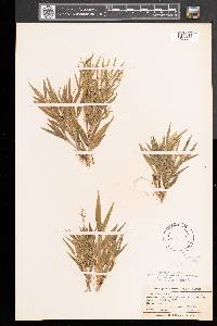 Panicum acuminatum image