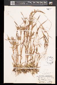 Panicum acuminatum image