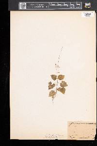 Circaea alpina image