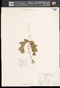 Circaea alpina image