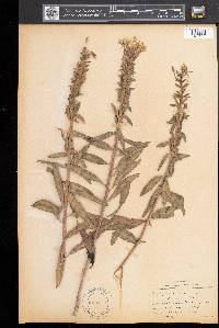 Oenothera parviflora image