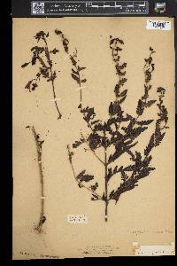 Aureolaria pedicularia image