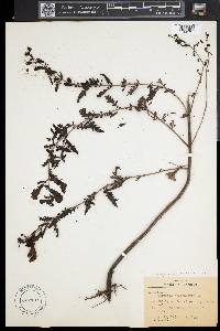 Aureolaria pedicularia image