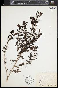 Aureolaria pedicularia image