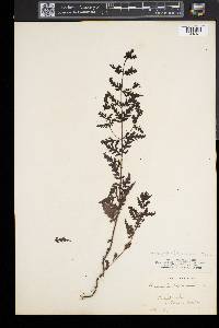 Aureolaria pedicularia image