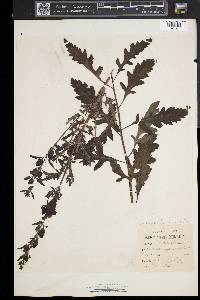 Aureolaria virginica image