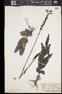 Buchnera americana image