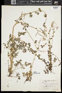 Capnoides sempervirens image