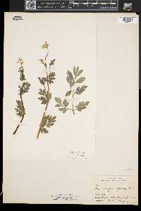 Capnoides sempervirens image