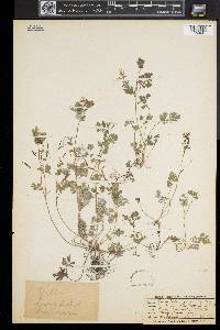 Corydalis flavula image