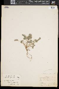Corydalis flavula image
