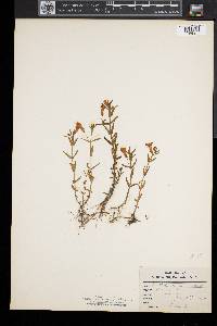 Gratiola aurea image