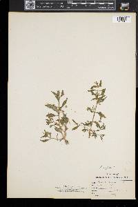 Gratiola neglecta image