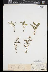 Gratiola neglecta image