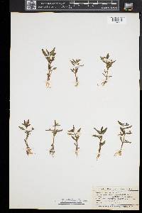 Gratiola neglecta image