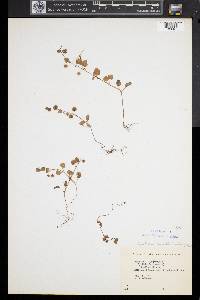 Cymbalaria muralis image