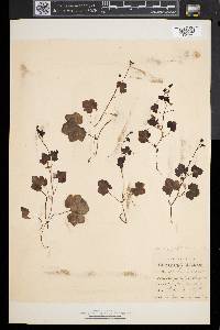 Cymbalaria muralis image