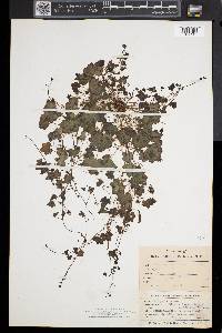 Cymbalaria muralis image
