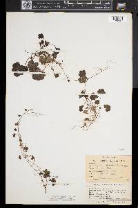 Cymbalaria muralis image