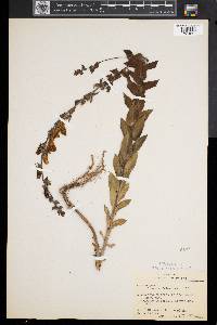 Linaria dalmatica image