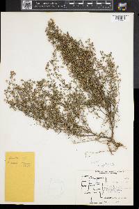 Linaria repens image