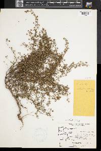 Linaria repens image