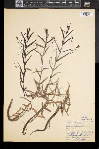 Veronica scutellata image