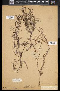 Veronica scutellata image