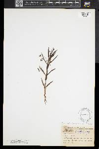 Veronica scutellata image