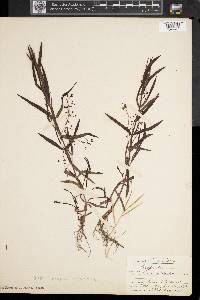 Veronica scutellata image