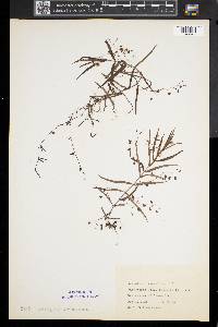 Veronica scutellata image