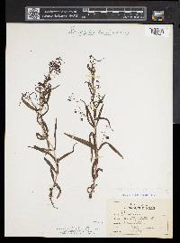 Veronica scutellata image