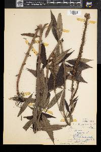 Veronicastrum virginicum image