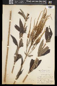Veronicastrum virginicum image