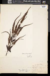 Veronicastrum virginicum image