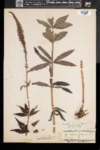 Veronicastrum virginicum image