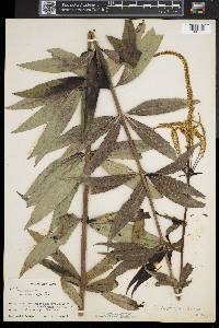 Veronicastrum virginicum image