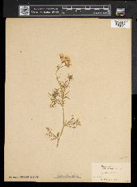 Gilia tricolor image