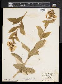 Phlox paniculata image