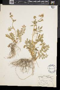 Polemonium reptans image