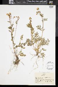 Polemonium reptans image